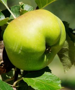 Apples – Bramley