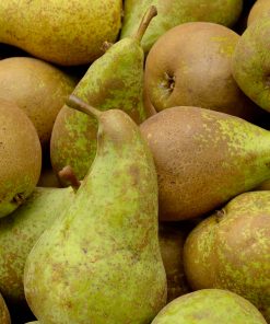 Pears – Conference