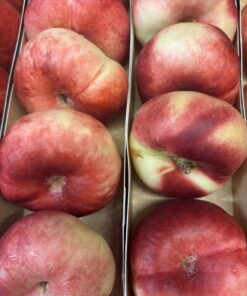 Donut Nectarine