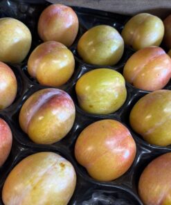Plums - October Sun