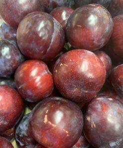 Plum - Santa Rosa