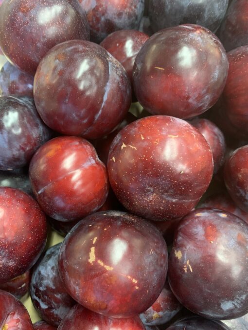 Plum - Santa Rosa