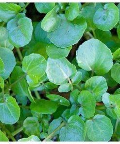 Watercress