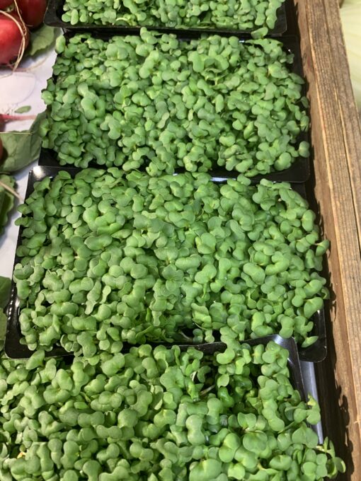 Salad Cress