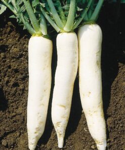 Mooli / Daikon Radish