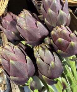 Globe Artichoke