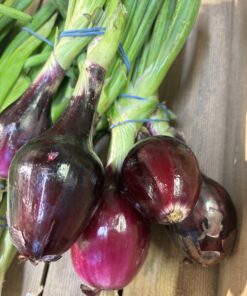 Spring Onions Red
