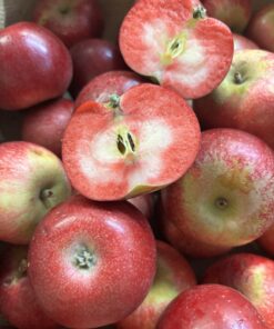 Apples - Rosetta