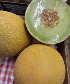 Melon - Galia