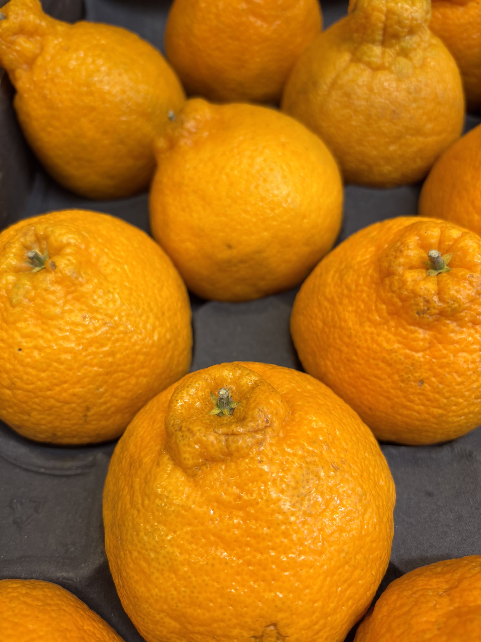 Minneola