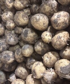 Potatoes - Cheshire New Potatoes
