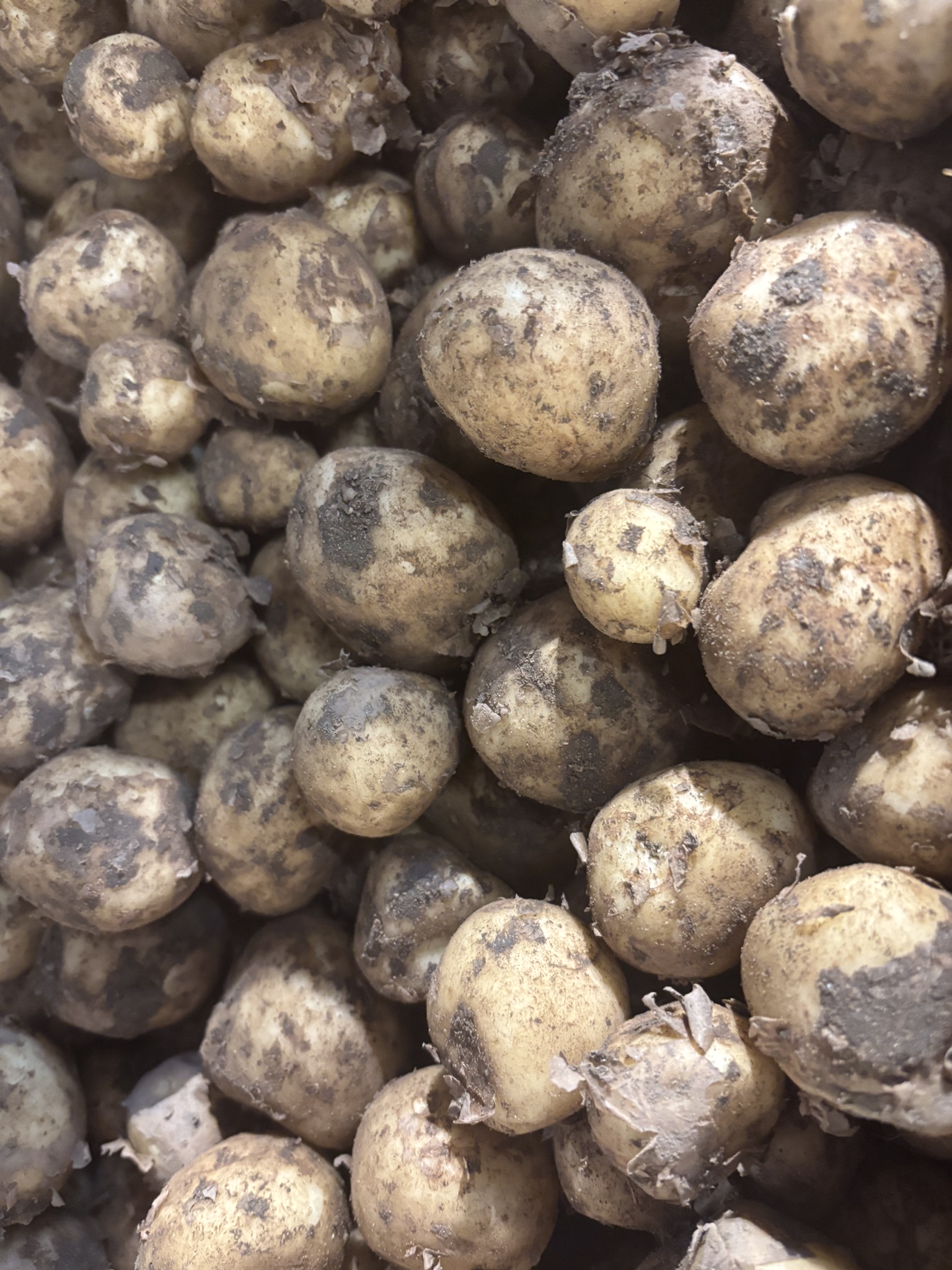 Potatoes - Cheshire New Potatoes