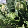 Spinach - Bunched