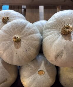Squash - Crown Prince