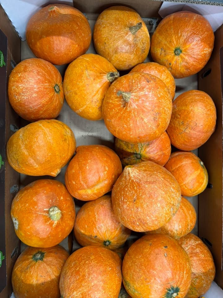 Squash - Red Kuri